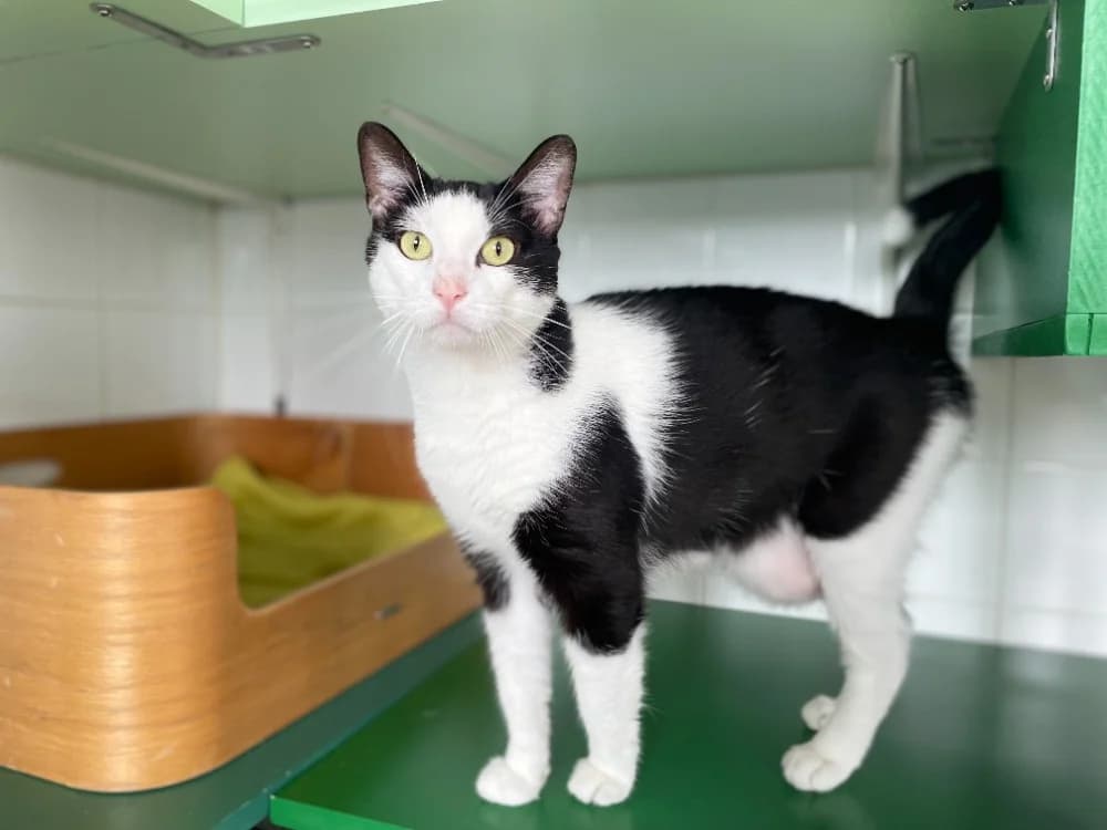 David, male 6yo Mixed Breed for adoption at SPA Château-d'Olonne