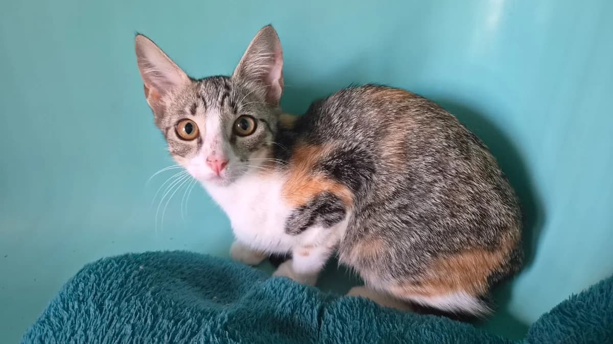 RUBY, female mixed breed for adoption at SPA Château-d'Olonne