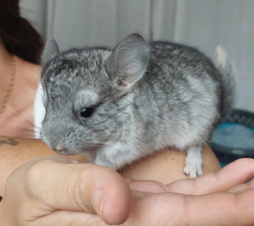 chinchidou, male Mixed Breed for adoption at SPA Château-d'Olonne