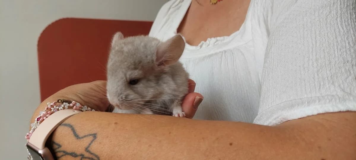 CHINCHIMOU, male Mixed Breed for adoption at SPA Château-d'Olonne