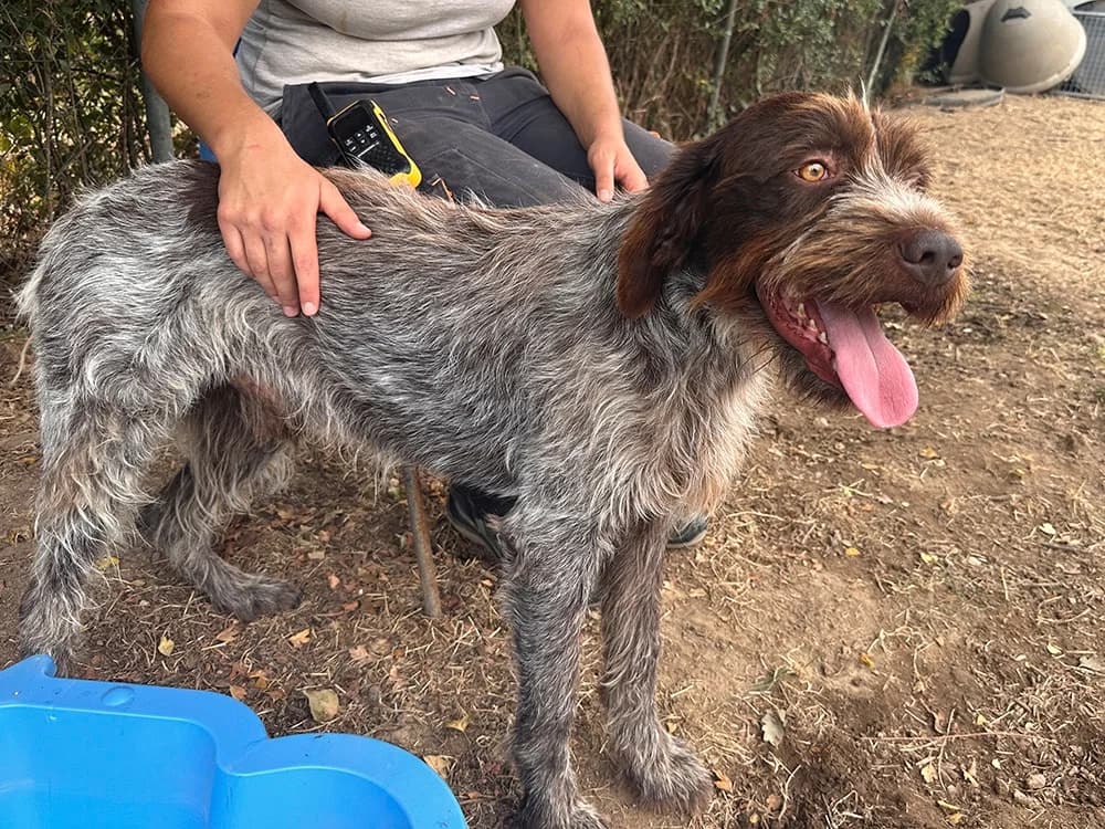 PICK-UP, male 3yo mixed breed for adoption at SPA Château-d'Olonne