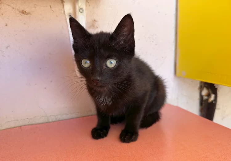 NYX, female mixed breed for adoption at SPA Château-d'Olonne