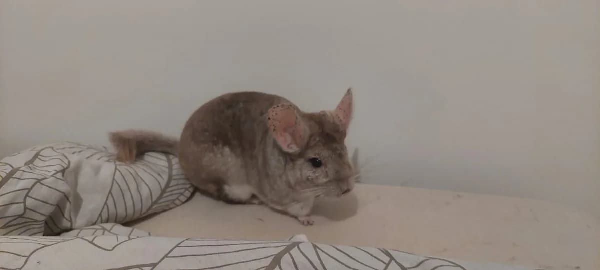 PASHMILLA, female senior Mixed Breed for adoption at SPA Château-d'Olonne