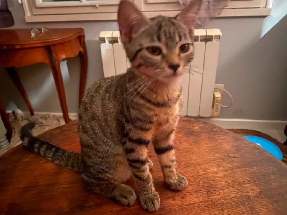 bulle, female Mixed Breed for adoption at SPA Château-d'Olonne
