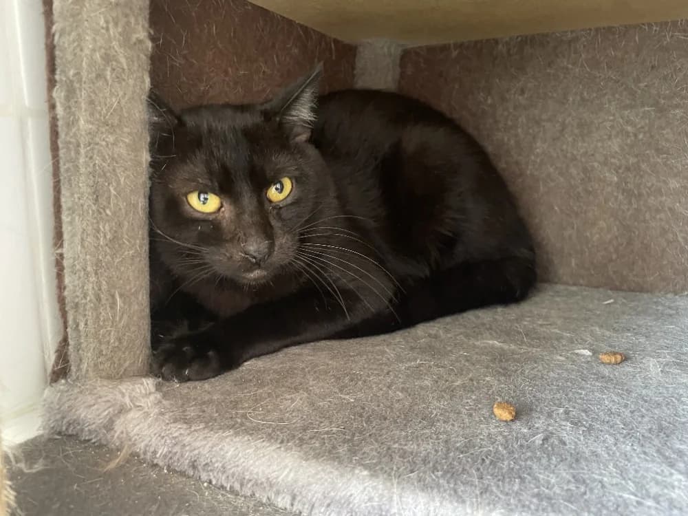 ANUBIS, male Mixed Breed for adoption at SPA Château-d'Olonne