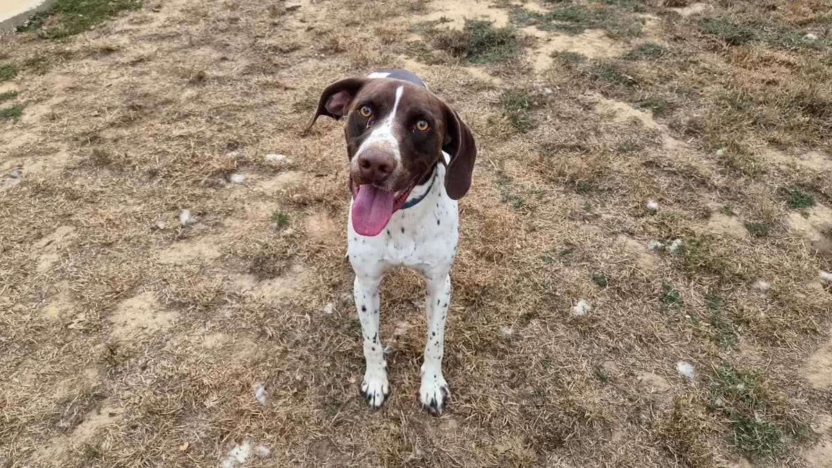 sparo, male young Pointer for adoption at SPA Château-d'Olonne