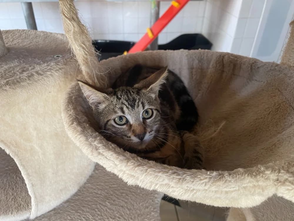 BUZZ, male mixed breed for adoption at SPA Château-d'Olonne