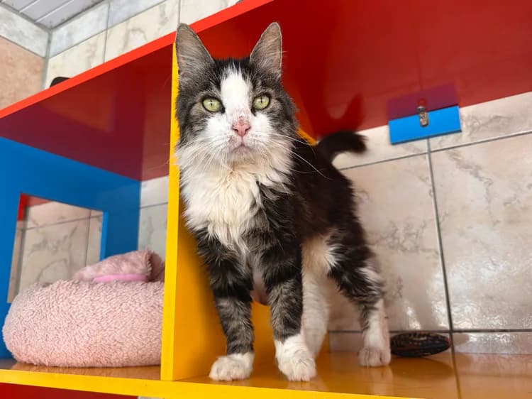 Lol, male senior Mixed Breed for adoption at SPA Château-d'Olonne