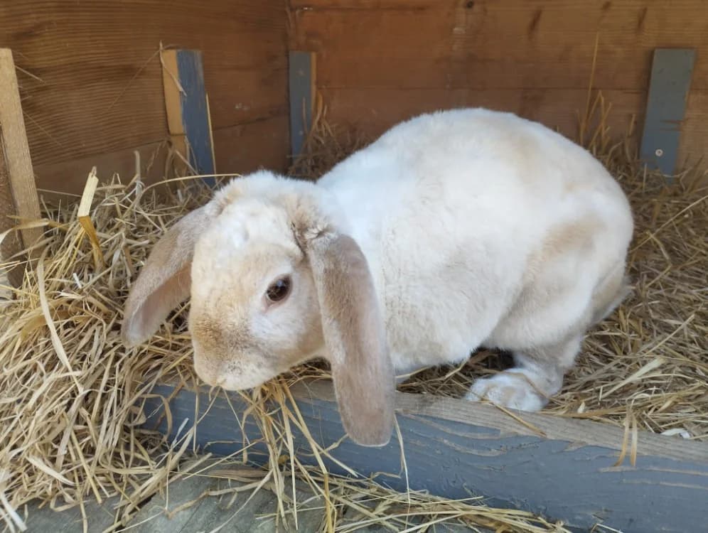haun, male Mixed Breed for adoption at SPA Château-d'Olonne