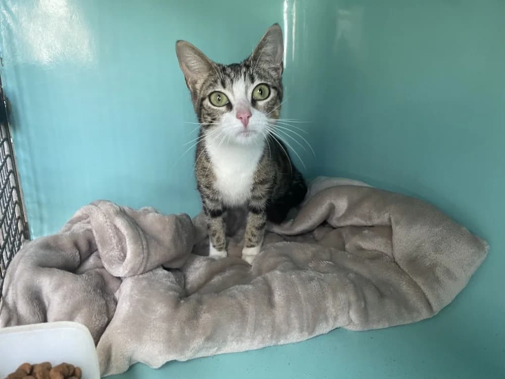 shenzi, female Mixed Breed for adoption at SPA Château-d'Olonne