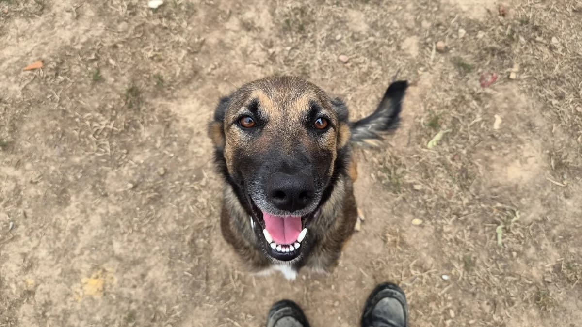 MALICE, female young mixed breed for adoption at SPA Château-d'Olonne