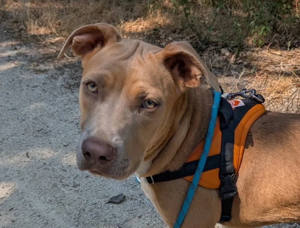 luna, female mixed breed for adoption at SPA Château-d'Olonne