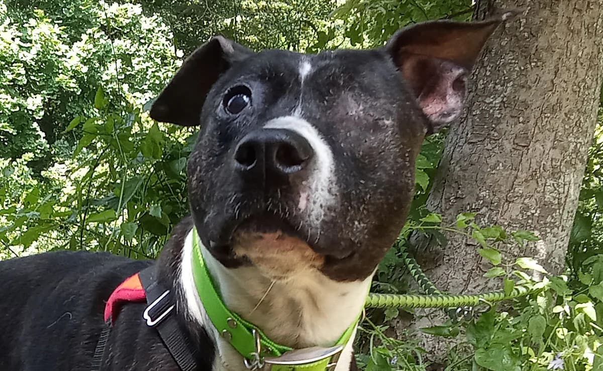 Muse, female senior mixed breed for adoption at SPA Château-d'Olonne