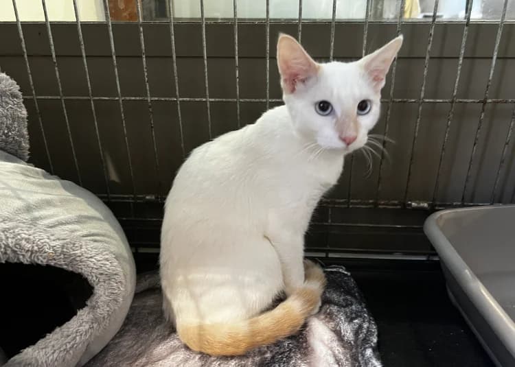 BINTA, female Mixed Breed for adoption at SPA Château-d'Olonne