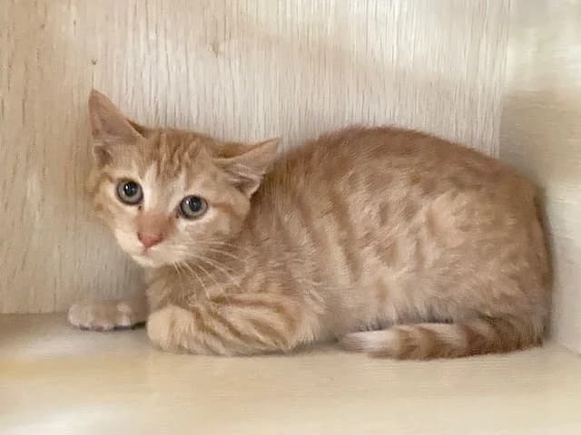 Claquette, female Mixed Breed for adoption at SPA Château-d'Olonne