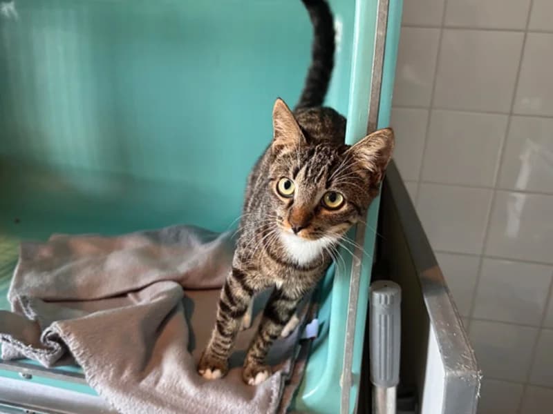 NOX, male Mixed Breed for adoption at SPA Château-d'Olonne