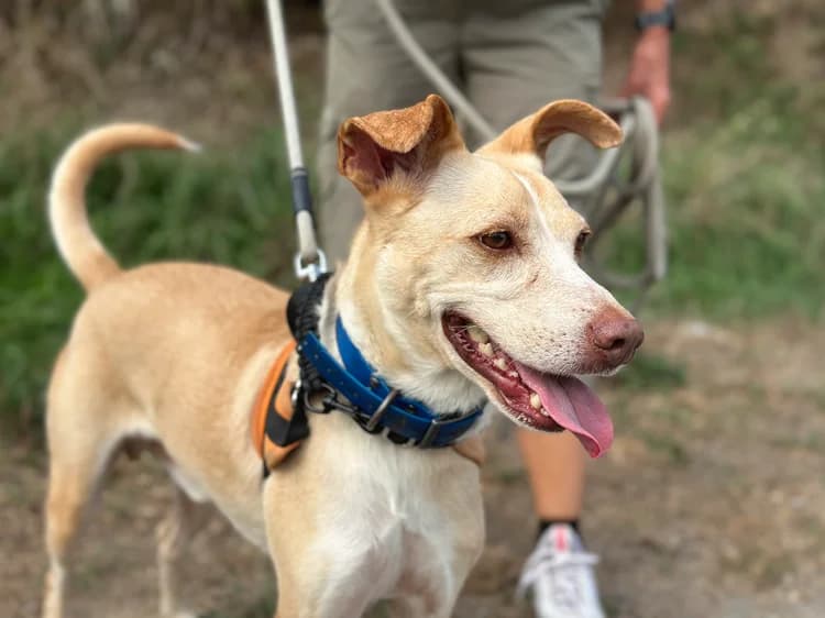 MURRAY, male young mixed breed for adoption at SPA Château-d'Olonne