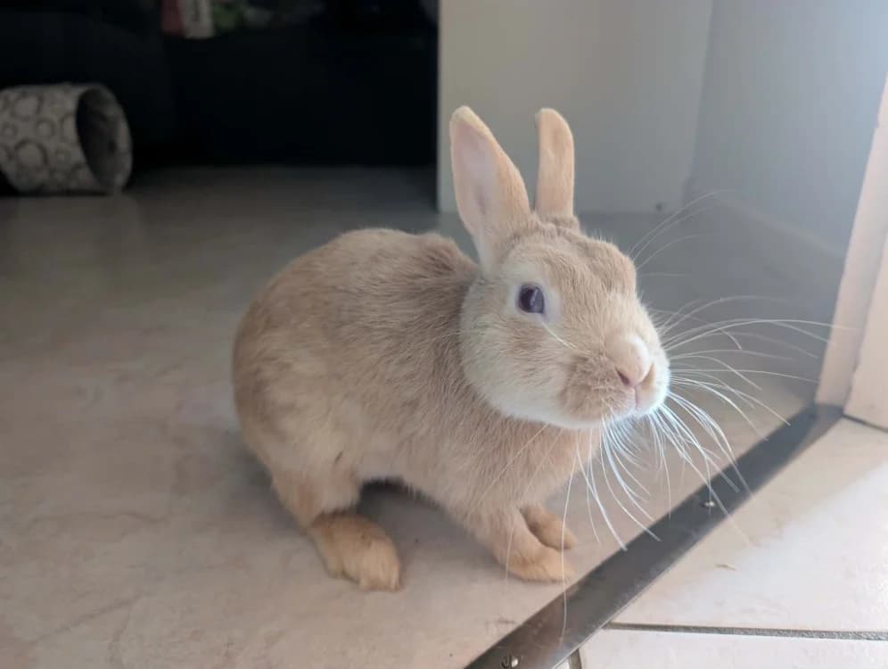 CHABLIS, male Mixed Breed for adoption at SPA ChΓ’teau-d'Olonne