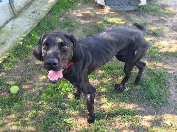 raymond, male young Pointer for adoption at SPA Château-d'Olonne