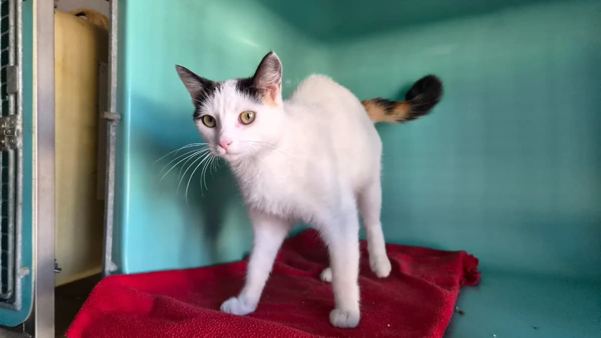 gossip, female young Mixed Breed for adoption at SPA Château-d'Olonne