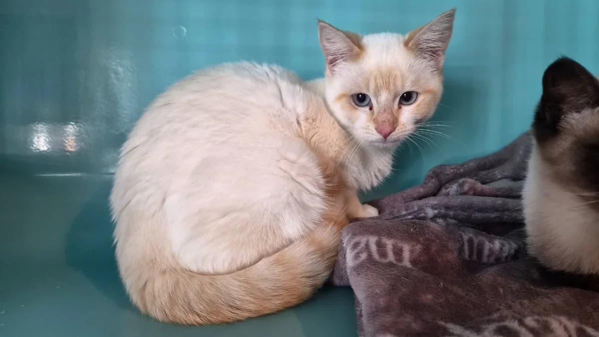 Tommen, male Mixed Breed for adoption at SPA Château-d'Olonne