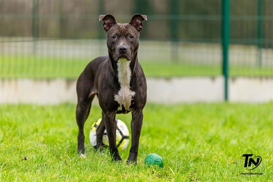 SAYA, female 5yo American Staffordshire Terrier for adoption at SPA Cherbourg (Cotentin), Cherbourg