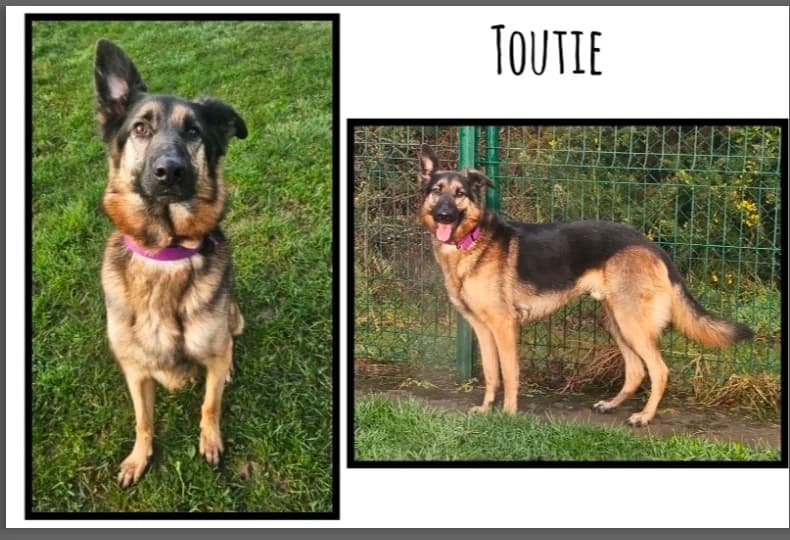 TOUTIE, male 4yo German Shepherd for adoption at SPA Cherbourg (Cotentin), Cherbourg
