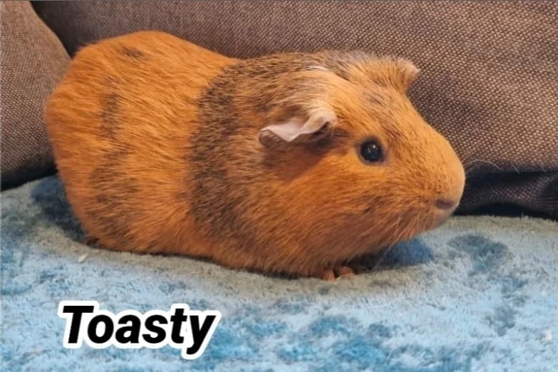 Toasty (Réservé), male Mixed Breed for adoption at SPA Cherbourg (Cotentin), Cherbourg