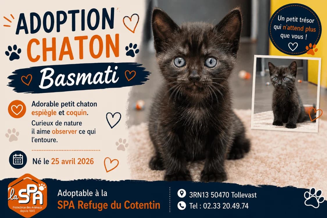 BASMATI, female puppy Mixed Breed for adoption at SPA Cherbourg (Cotentin), Cherbourg