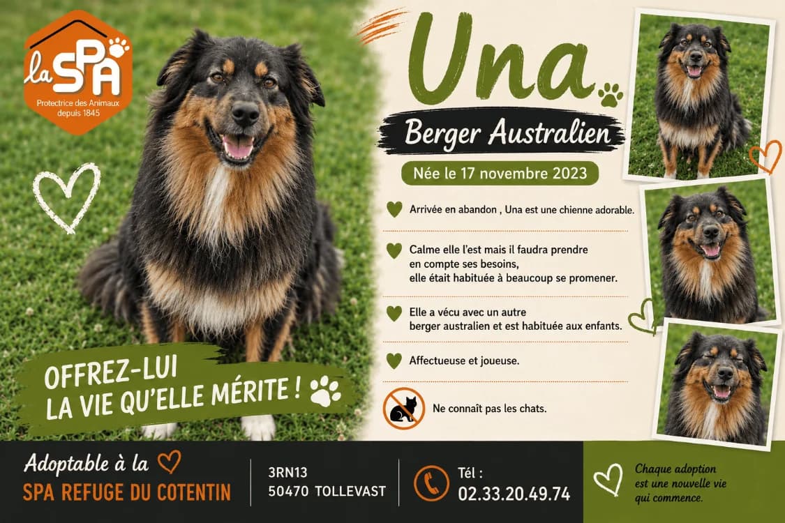 UNA (Réservée), female young Australian Shepherd for adoption at SPA Cherbourg (Cotentin), Cherbourg