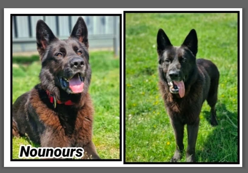 Nounours, male 6yo German Shepherd for adoption at SPA Cherbourg (Cotentin), Cherbourg