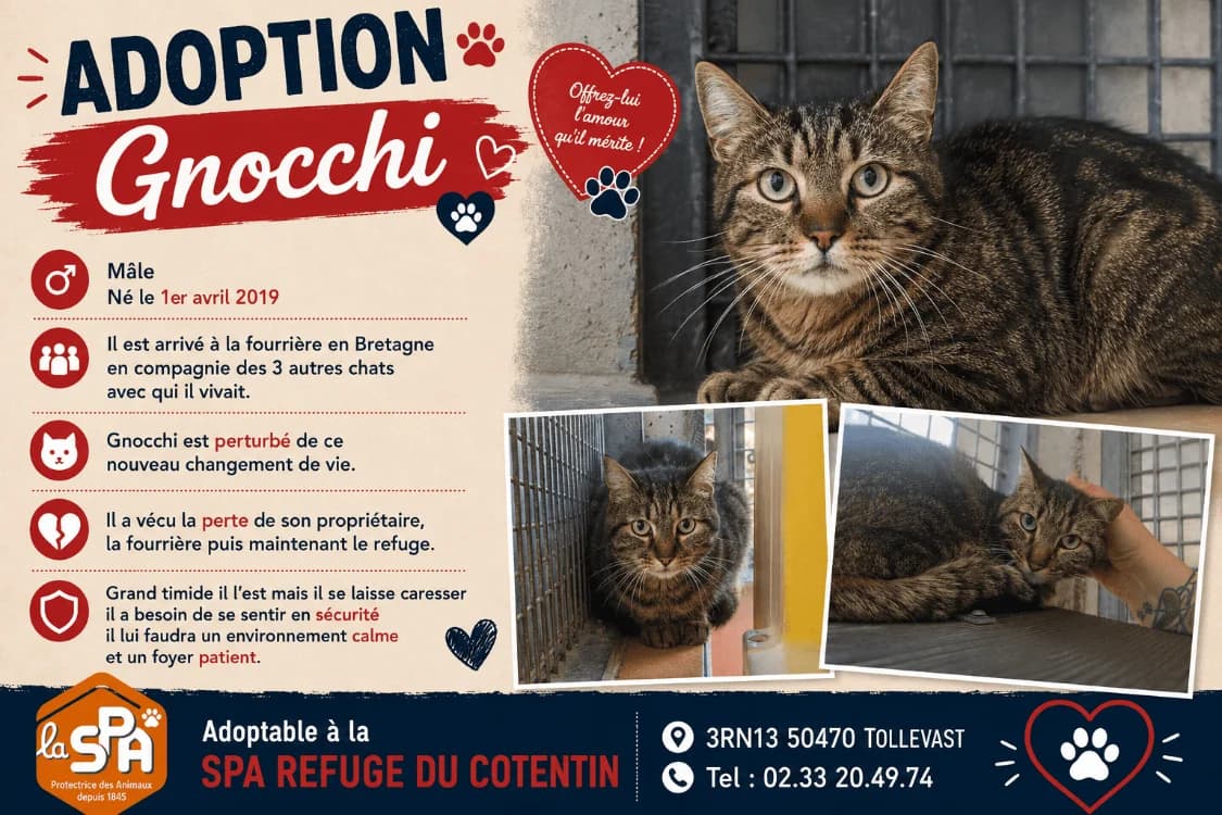 GNOCCHI, male 7yo Mixed Breed for adoption at SPA Cherbourg (Cotentin), Cherbourg