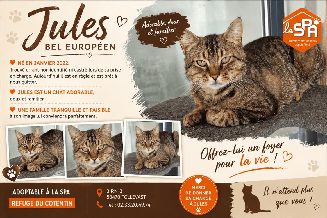 Jules (Réservé), male 4yo Mixed Breed for adoption at SPA Cherbourg (Cotentin), Cherbourg