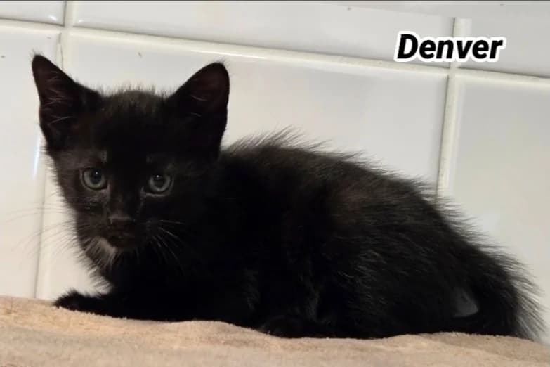DENVER (Réservé) Bloomy, male Mixed Breed for adoption at SPA Cherbourg (Cotentin), Cherbourg