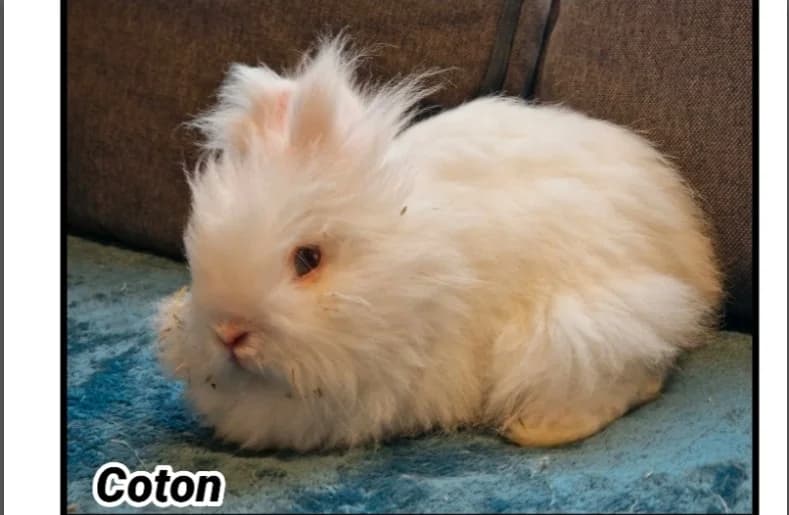 COTON (Réservé), male young Mixed Breed for adoption at SPA Cherbourg (Cotentin), Cherbourg