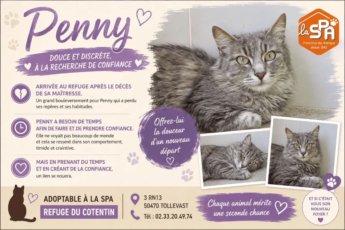 PENNY, female young Border Collie for adoption at SPA Cherbourg (Cotentin), Cherbourg