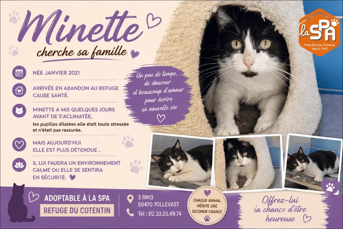 MINETTE, female 5yo Mixed Breed for adoption at SPA Cherbourg (Cotentin), Cherbourg