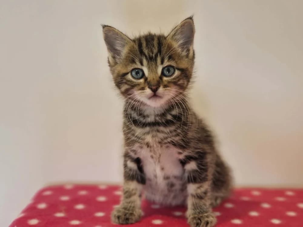 LEEDS réservé, male Mixed Breed for adoption at SPA Cherbourg (Cotentin), Cherbourg