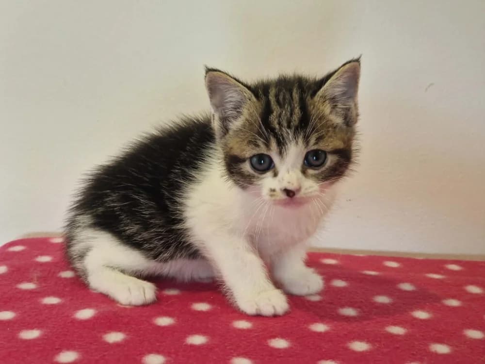 LONDON réservé, male Mixed Breed for adoption at SPA Cherbourg (Cotentin), Cherbourg