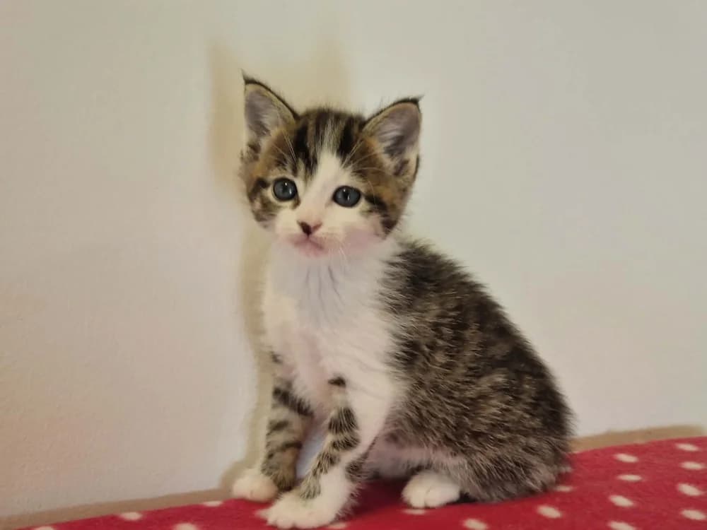 OXFORD Réservé, male young Mixed Breed for adoption at SPA Cherbourg (Cotentin), Cherbourg