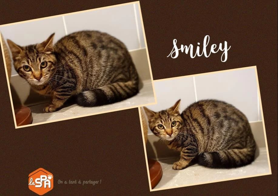 SMILEY (Réservée), female 7yo Mixed Breed for adoption at SPA Cherbourg (Cotentin), Cherbourg