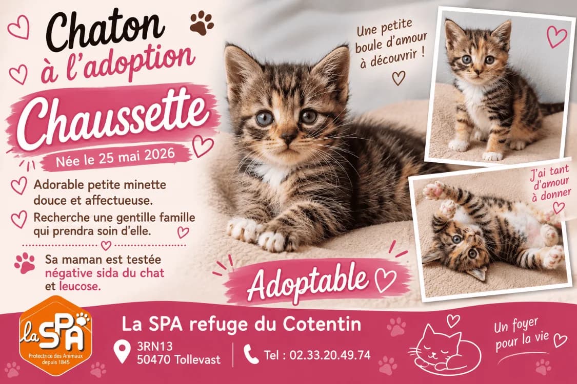 CHAUSSETTE réservée, female Mixed Breed for adoption at SPA Cherbourg (Cotentin), Cherbourg
