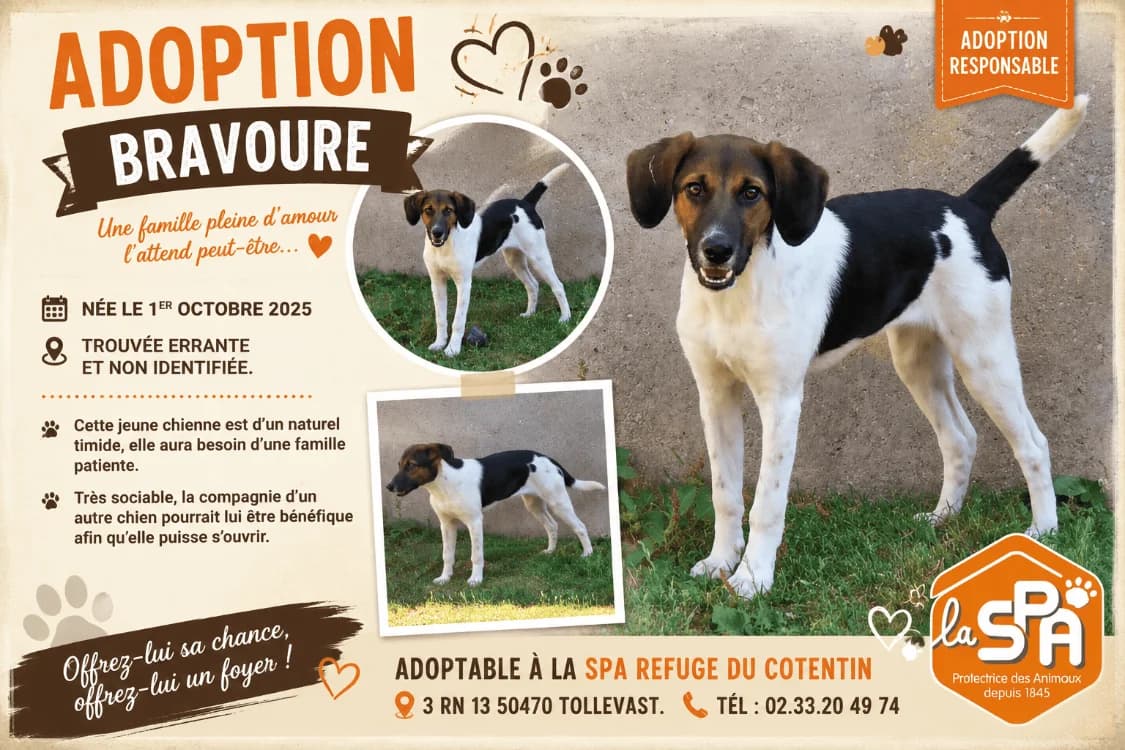 BRAVOURE, female Mixed Breed for adoption at SPA Cherbourg (Cotentin), Cherbourg