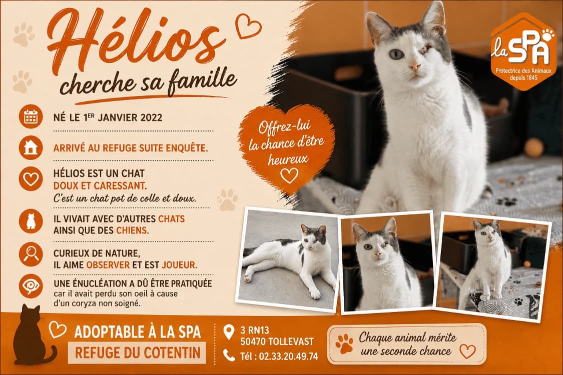 HELIOS, male 4yo Mixed Breed for adoption at SPA Cherbourg (Cotentin), Cherbourg