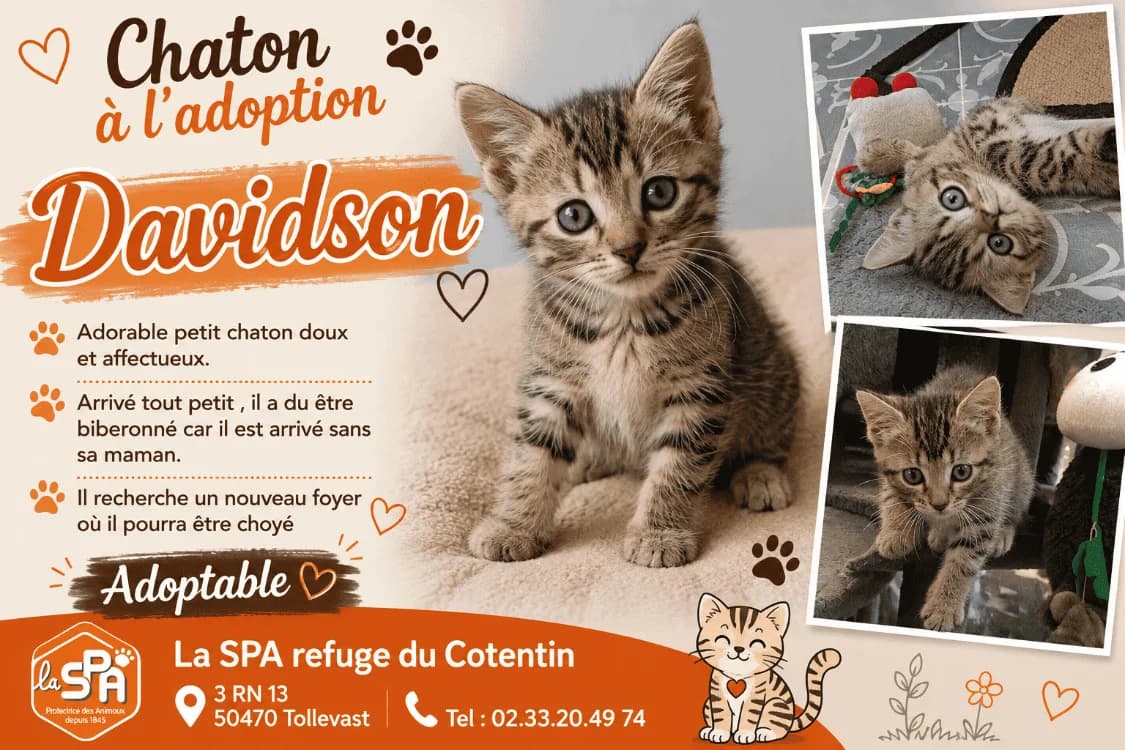 Davidson, male Mixed Breed for adoption at SPA Cherbourg (Cotentin), Cherbourg