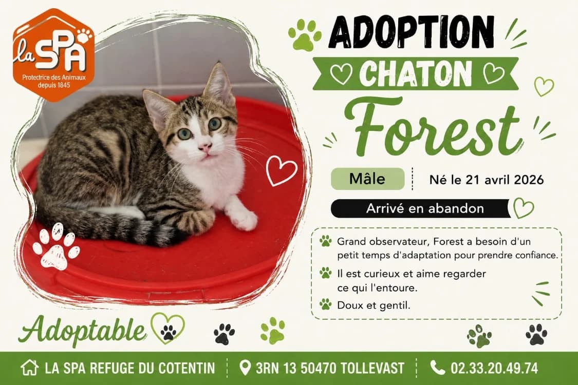 FOREST, male Mixed Breed for adoption at SPA Cherbourg (Cotentin), Cherbourg