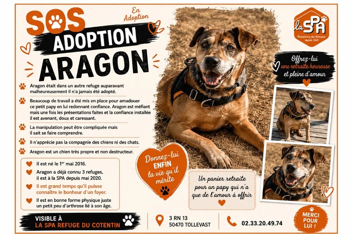 ARAGON, male senior Mixed Breed for adoption at SPA Cherbourg (Cotentin), Cherbourg
