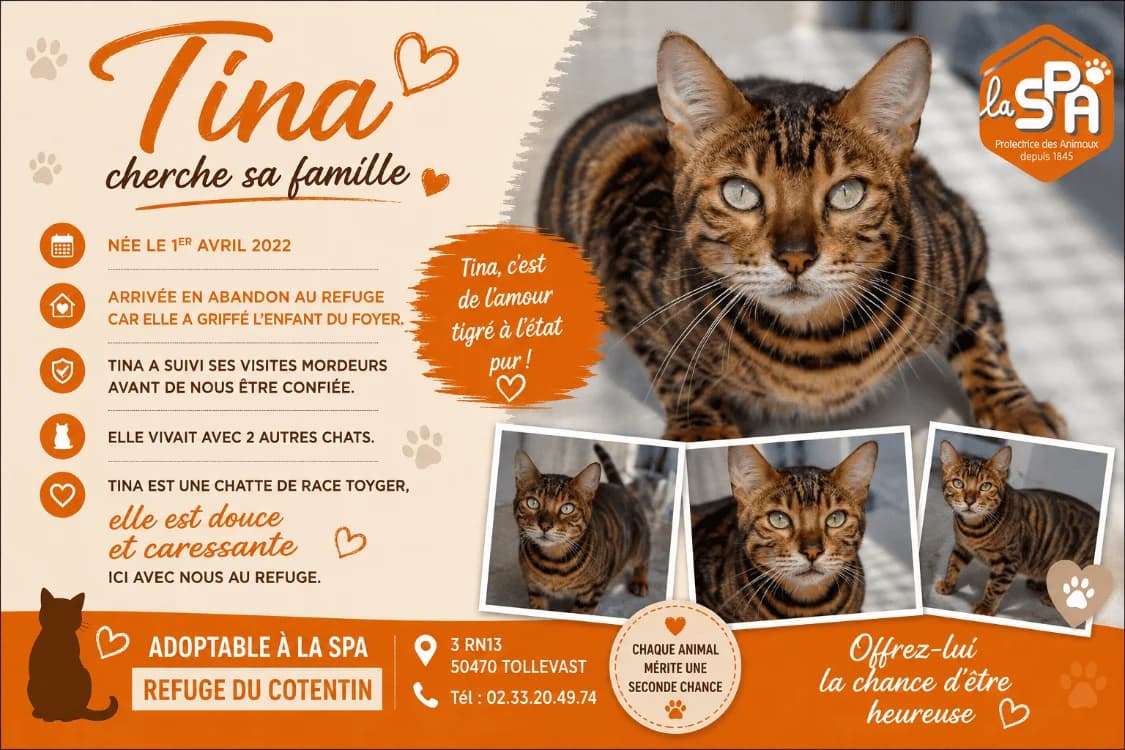 TINA, female 4yo Mixed Breed for adoption at SPA Cherbourg (Cotentin), Cherbourg