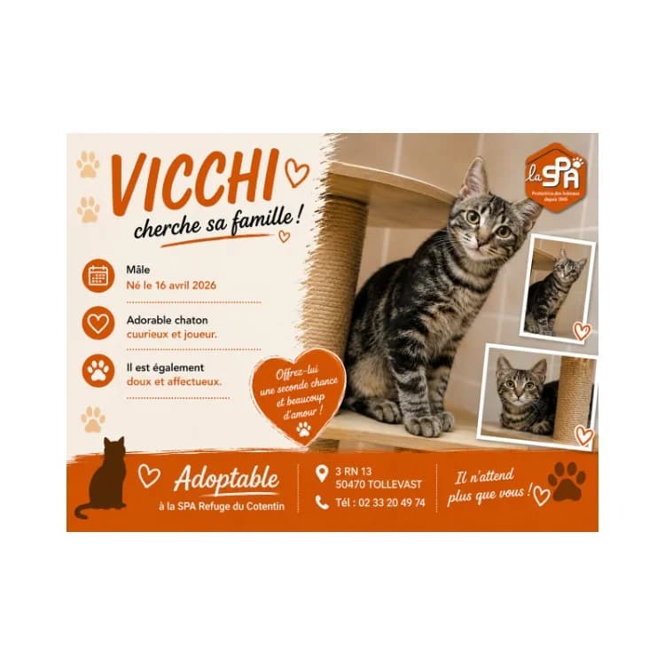 VICCHI (Réservé), male Mixed Breed for adoption at SPA Cherbourg (Cotentin), Cherbourg