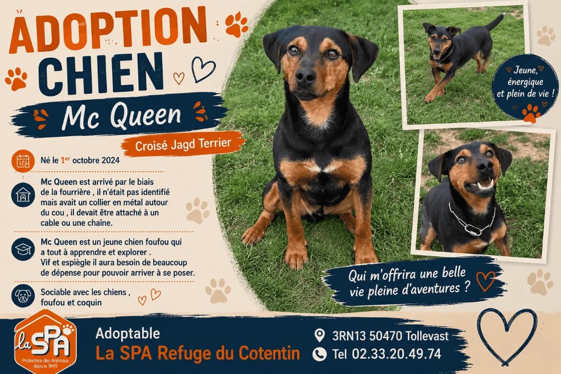MC QUEEN (Réservé), male young Dachshund for adoption at SPA Cherbourg (Cotentin), Cherbourg